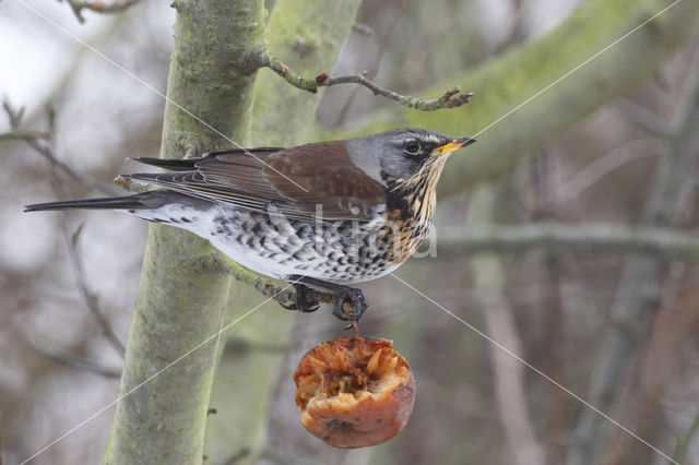 Fieldfare (Turdus pilaris)