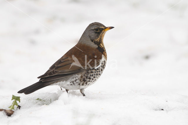 Fieldfare (Turdus pilaris)