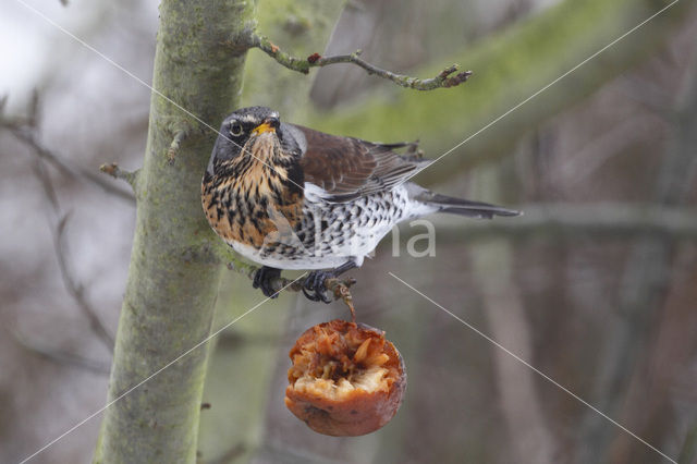 Fieldfare (Turdus pilaris)