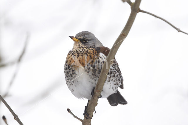 Fieldfare (Turdus pilaris)