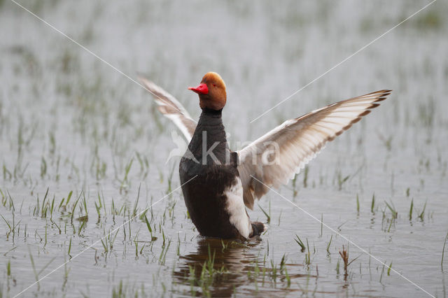 Red-crested Pochard (Netta rufina)