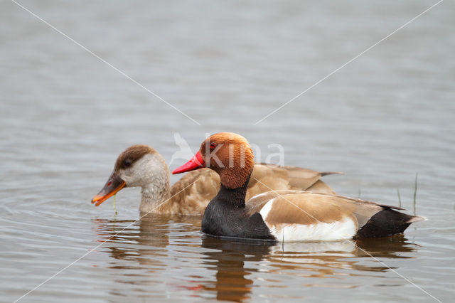 Red-crested Pochard (Netta rufina)