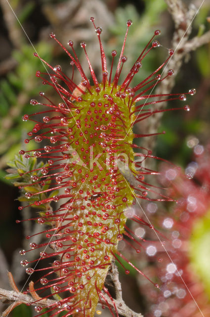 Lange zonnedauw (Drosera longifolia)