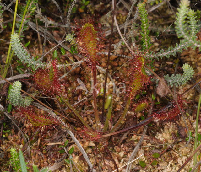 Lange zonnedauw (Drosera longifolia)