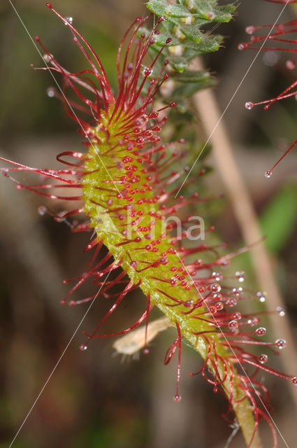 Lange zonnedauw (Drosera longifolia)