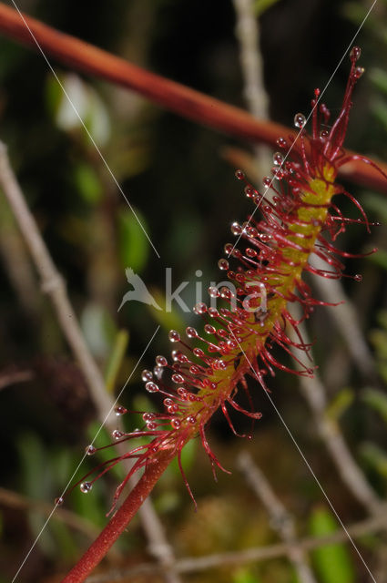 Lange zonnedauw (Drosera longifolia)