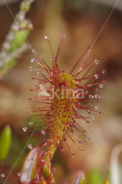 Lange zonnedauw (Drosera longifolia)