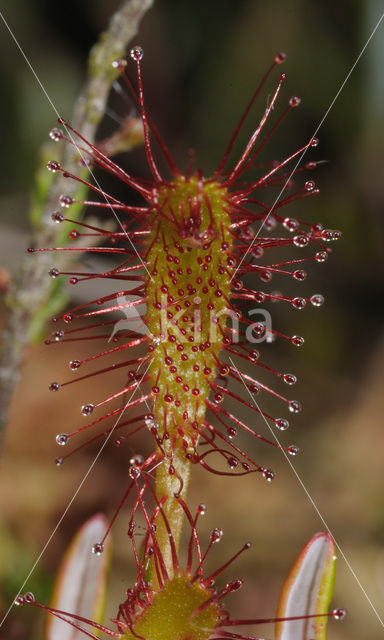 Lange zonnedauw (Drosera longifolia)