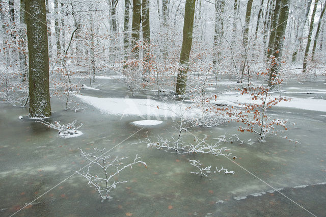 Leuvenumse Bos