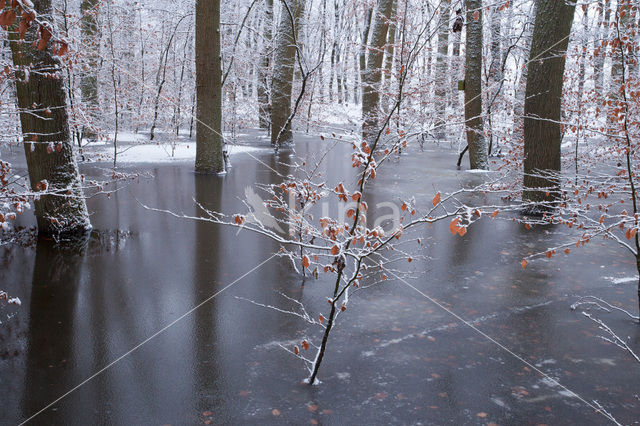 Leuvenumse Bos