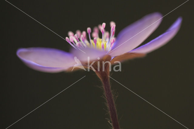 Liverwort (Anemone hepatica)