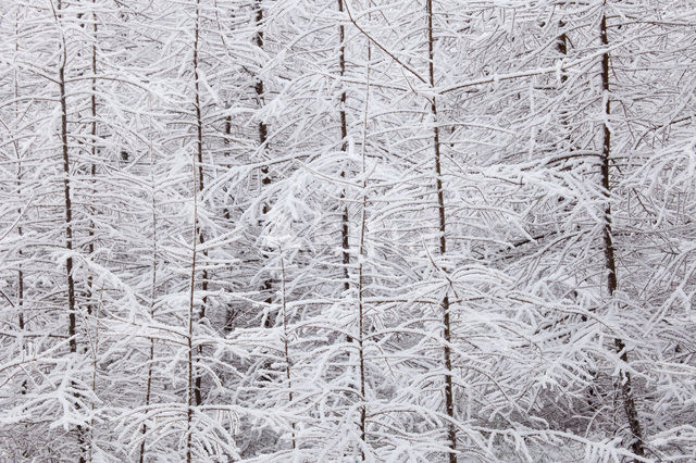 Larch (Larix)