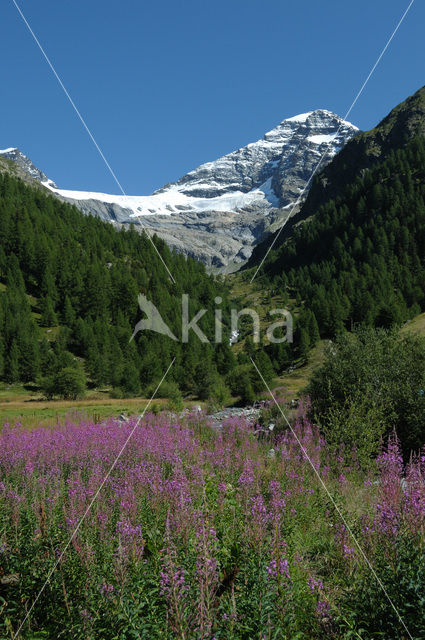 Lötschental