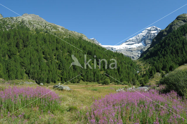 Lötschental