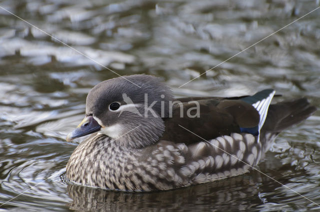 Mandarin (Aix galericulata)