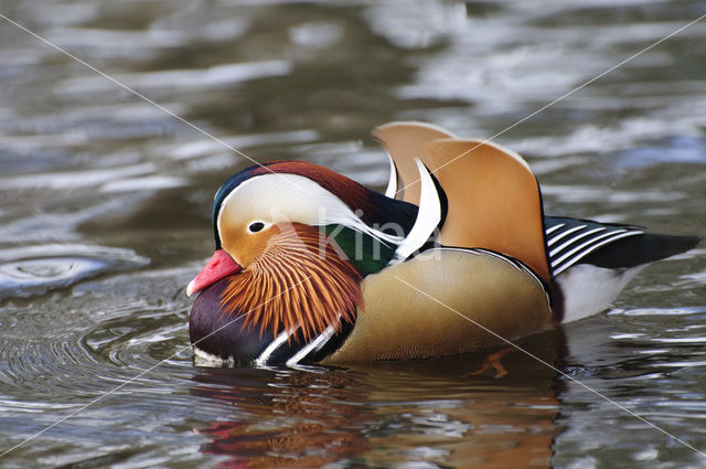 Mandarin (Aix galericulata)