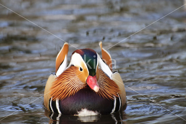 Mandarijneend (Aix galericulata)