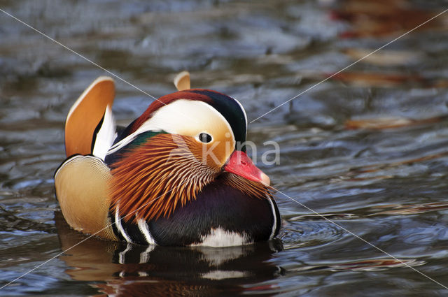 Mandarin (Aix galericulata)