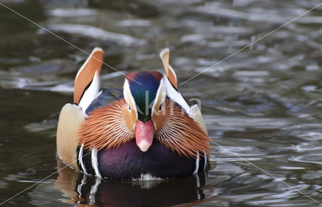 Mandarin (Aix galericulata)