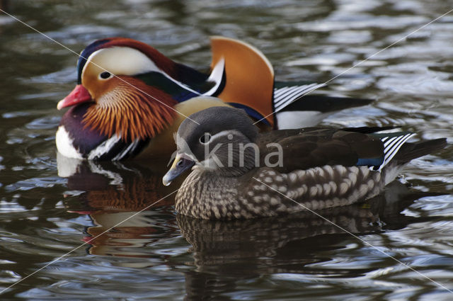 Mandarin (Aix galericulata)