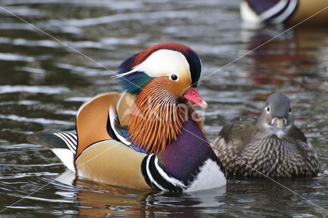 Mandarin (Aix galericulata)