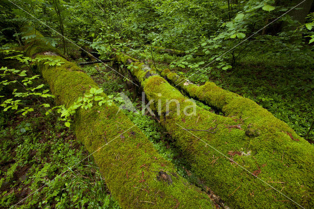 Mazury