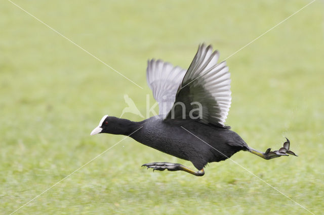 Common Coot (Fulica atra)