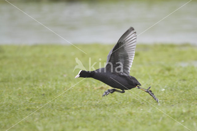 Meerkoet (Fulica atra)