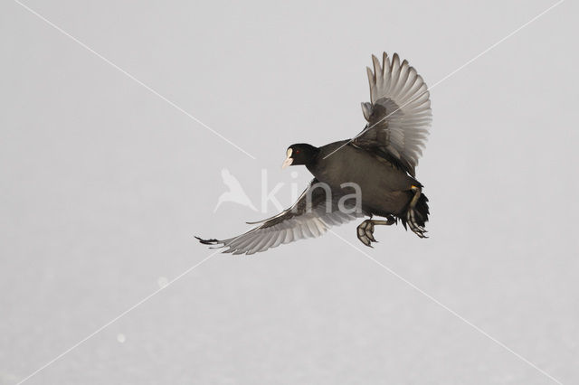 Meerkoet (Fulica atra)