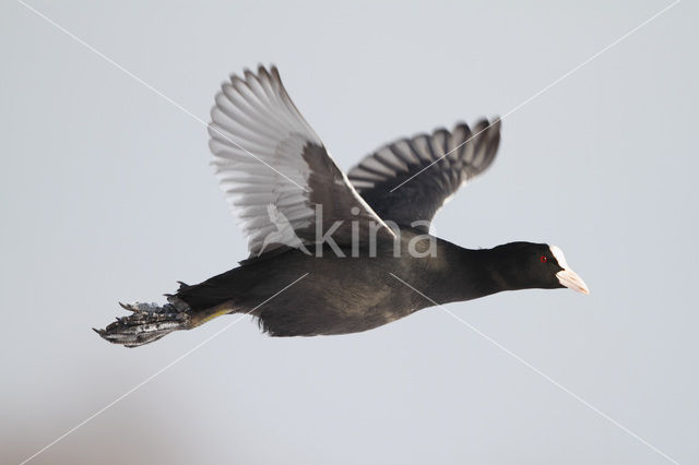 Meerkoet (Fulica atra)