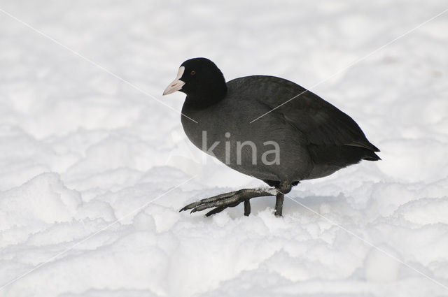 Meerkoet (Fulica atra)