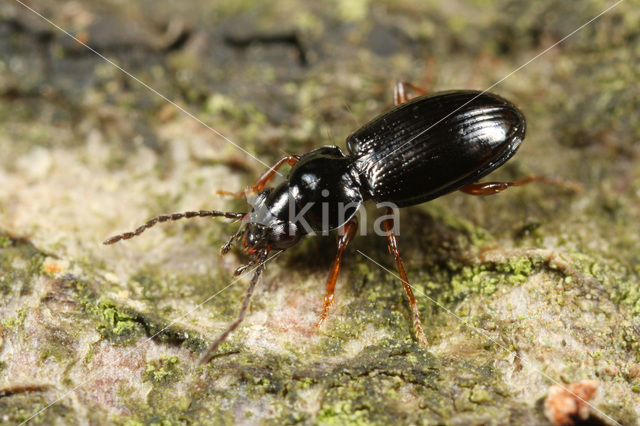 Moerasbospriempje (Bembidion mannerheimii)