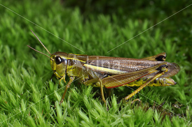 Moerassprinkhaan (Stethophyma grossum)