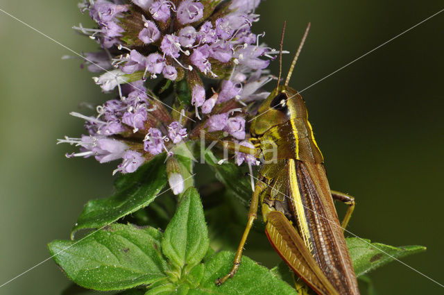 Moerassprinkhaan (Stethophyma grossum)