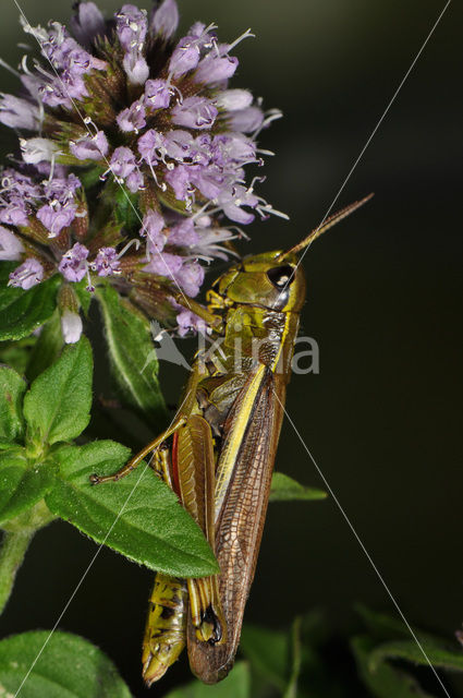 Moerassprinkhaan (Stethophyma grossum)