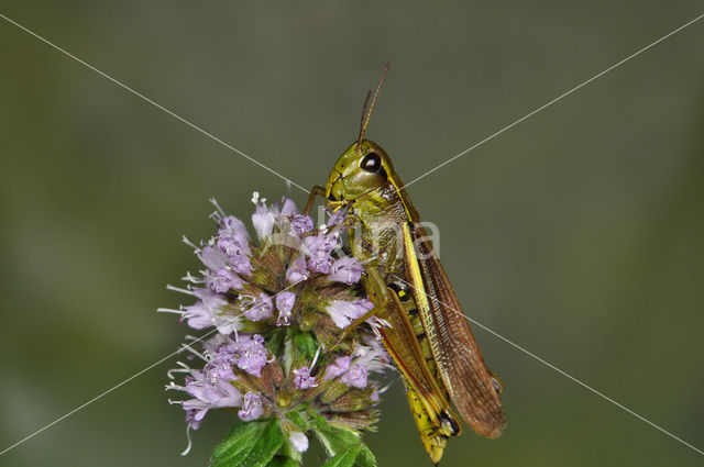 Moerassprinkhaan (Stethophyma grossum)