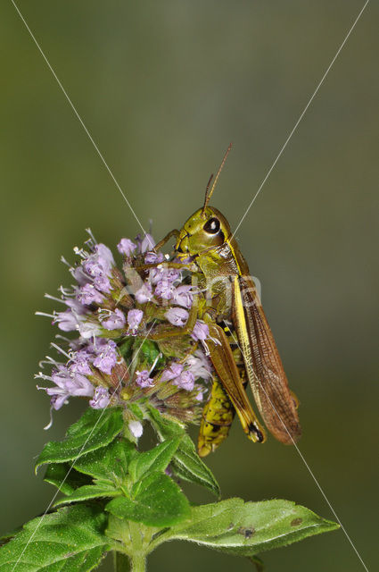 Moerassprinkhaan (Stethophyma grossum)