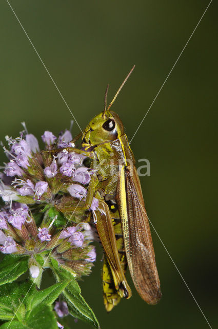 Moerassprinkhaan (Stethophyma grossum)