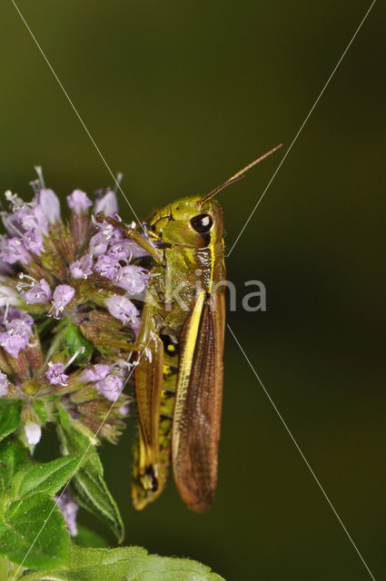 Moerassprinkhaan (Stethophyma grossum)