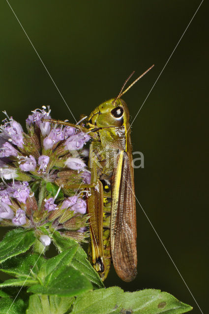 Moerassprinkhaan (Stethophyma grossum)