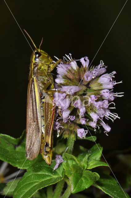 Moerassprinkhaan (Stethophyma grossum)