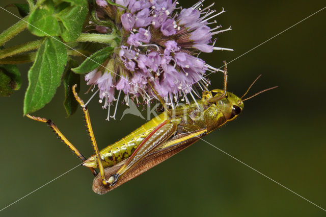 Moerassprinkhaan (Stethophyma grossum)