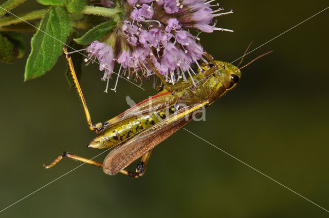 Moerassprinkhaan (Stethophyma grossum)