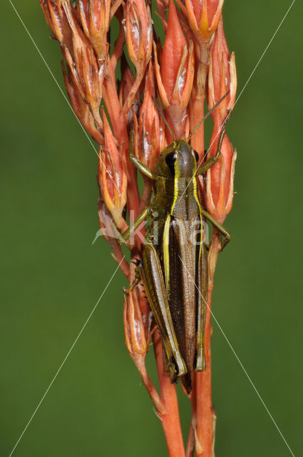 Moerassprinkhaan (Stethophyma grossum)