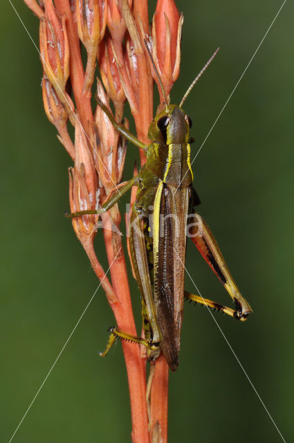 Moerassprinkhaan (Stethophyma grossum)