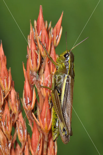 Moerassprinkhaan (Stethophyma grossum)