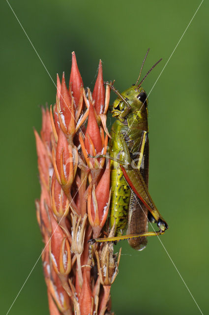 Moerassprinkhaan (Stethophyma grossum)