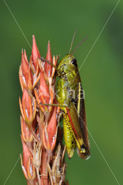 Moerassprinkhaan (Stethophyma grossum)