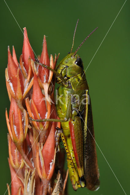 Moerassprinkhaan (Stethophyma grossum)