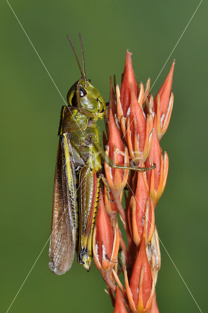 Moerassprinkhaan (Stethophyma grossum)